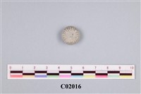 藏品(珊瑚類)的圖片